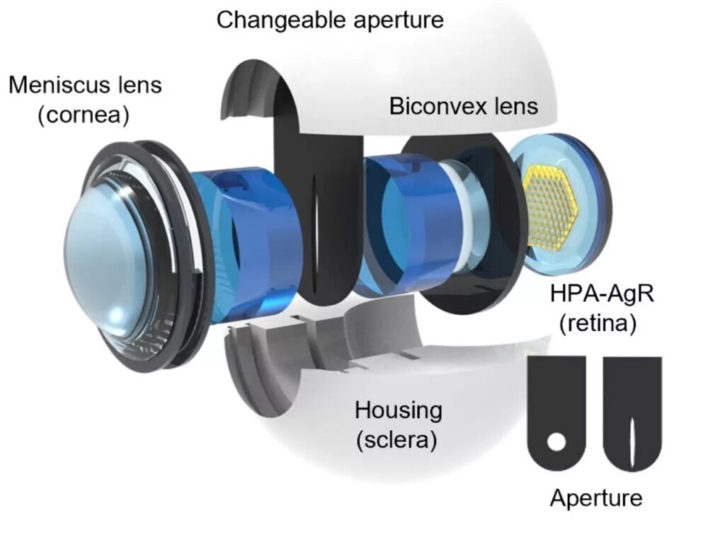 ساخت پهپاد و ربات با الهام از چشم گربه ساخت پهپاد و ربات با الهام از چشم گربه