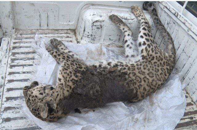 پیدا شدن لاشه یک حیوان در معرض انقراض در علیآباد کتول