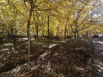 تصاویر | پاییز رنگارنگ در روستاهای اطراف شهرستان فیروزکوه