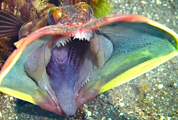 نگاهی به یکی از ترسناکترین ماهیها در اعماق دریا /فیلم نگاهی به یکی از ترسناکترین ماهیها در اعماق دریا /فیلم