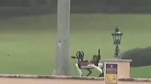 سگهای محافظ متفاوت دونالد ترامپ