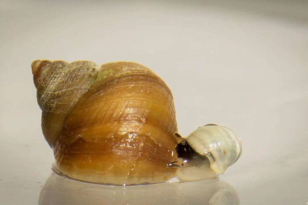 حلزونها در گذشته چه شکلی بودند؟