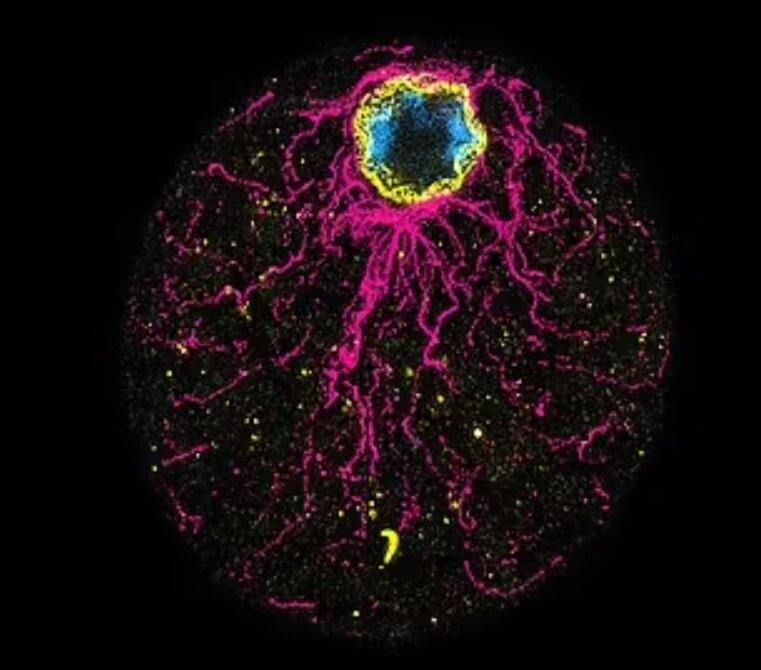 معمای «اول مرغ بود یا تخممرغ؟» بالاخره حل شد