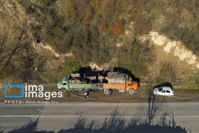 شگرد جدید قاچاقچیان برای خشکاندن جنگلهای هیرکانی