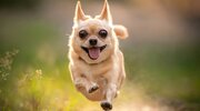 ببینید | توقف مسابقه برای یک جیمی جامپ خاص؛ رضایت جالب جیمی‌جامپ بعد از قرار گرفتن در آغوش بازیکنان!