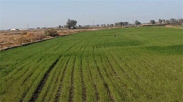 کشت جو در بیش از ۱۵هزارهکتار از اراضی کشاورزی قزوین