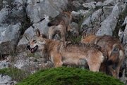 ببینید | تصاویری از خانواده گرگ‌های خاکستری در سرزمین هیرکانی