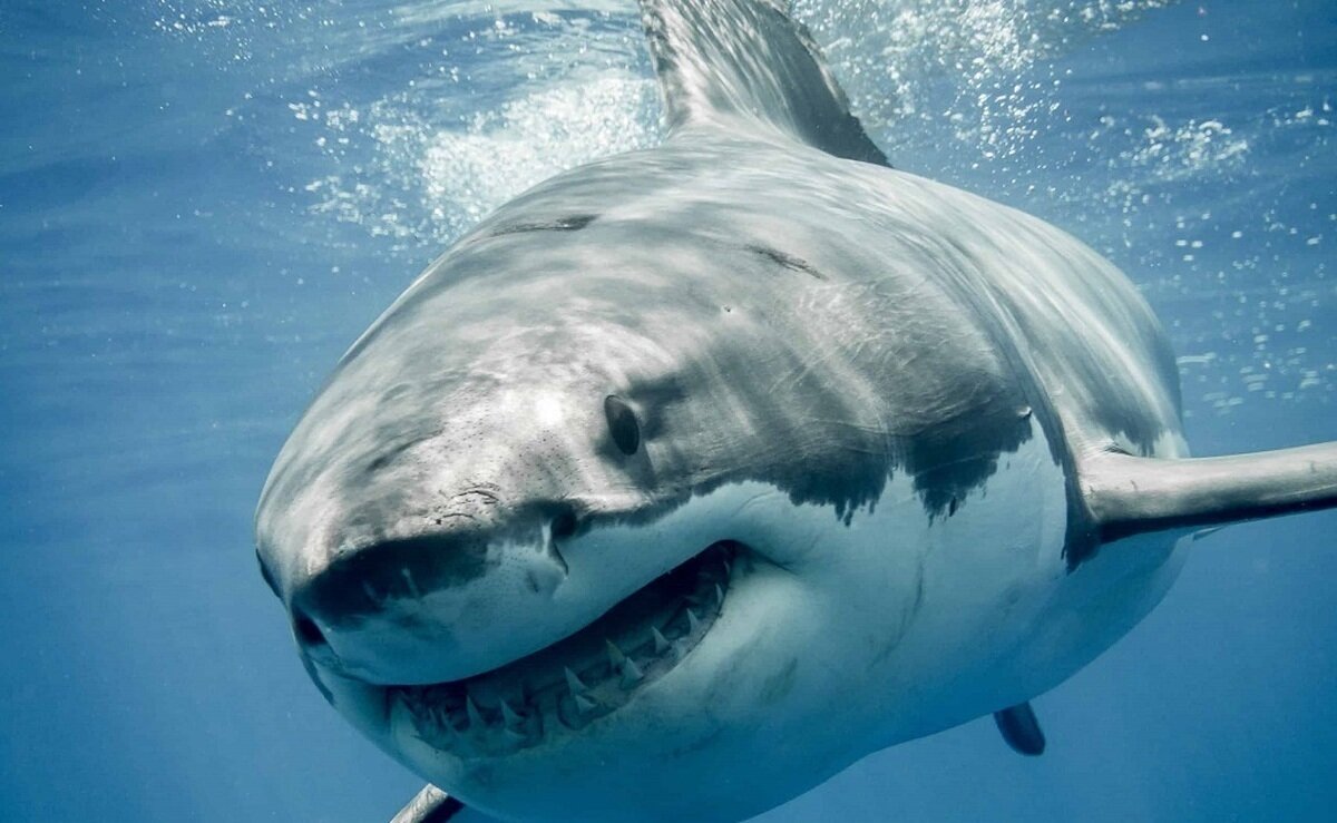 چرا کوسه به انسان حمله میکند؟