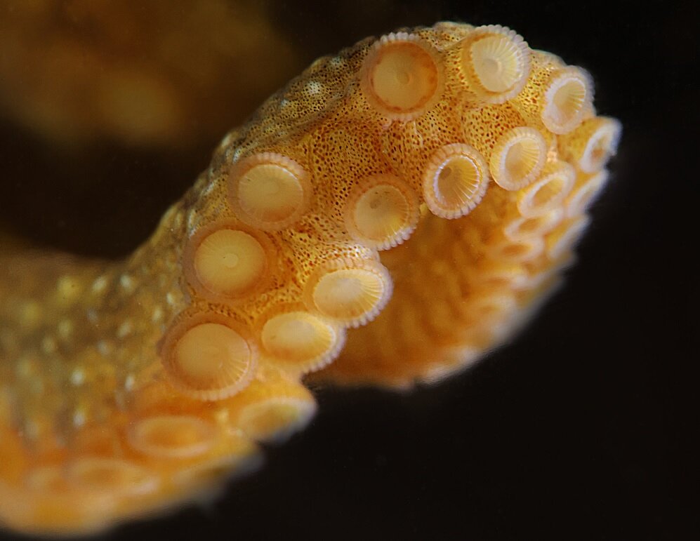 تغییر رنگ بهقصد استتار، تصمیمی نفسگیر برای اختاپوسها