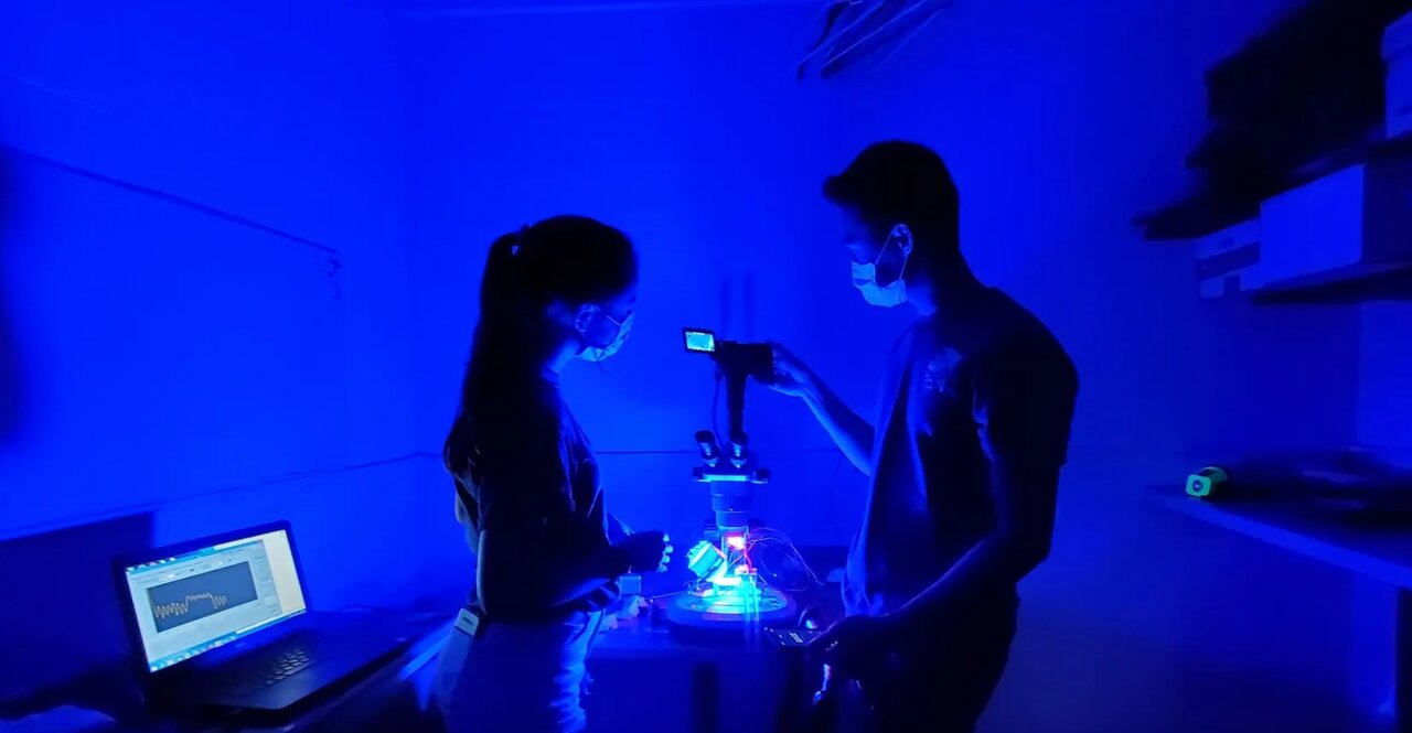 تغییر رنگ بهقصد استتار، تصمیمی نفسگیر برای اختاپوسها