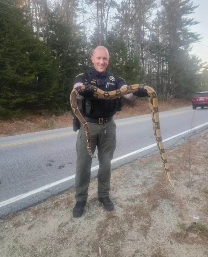 مار بوآی پیچنده، سرگردان در خیابان/ عکس