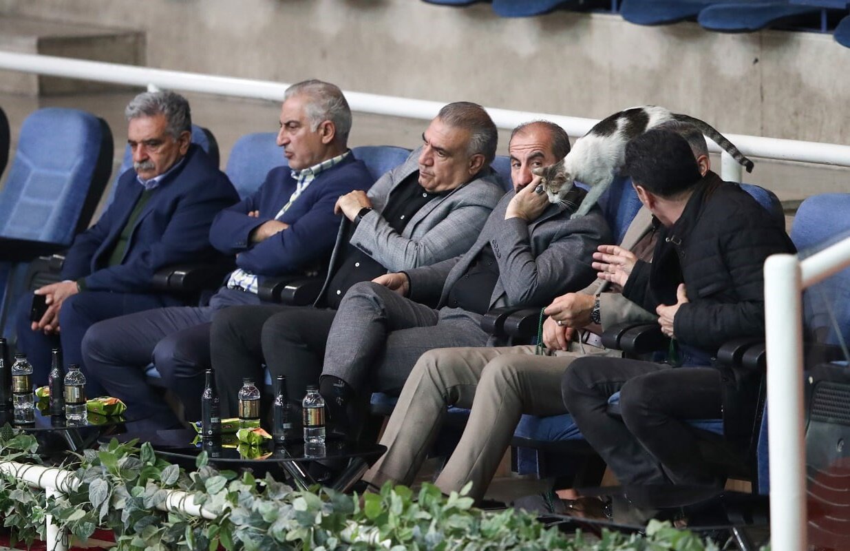 عکس| گربهای که مسابقه والیبال را بههم ریخت!