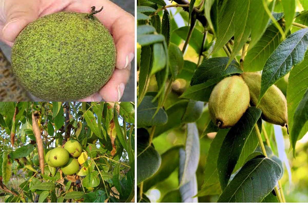 خرید نهال گردو شناسه دار با نصف قیمت