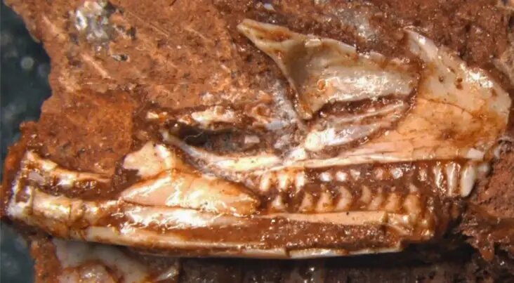 عکس | قدیمیترین مارمولک جهان پیدا شد