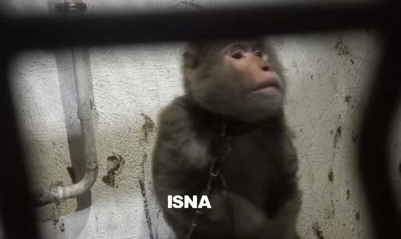 زندهگیری میمون سرگردان در زنجان/ عکس