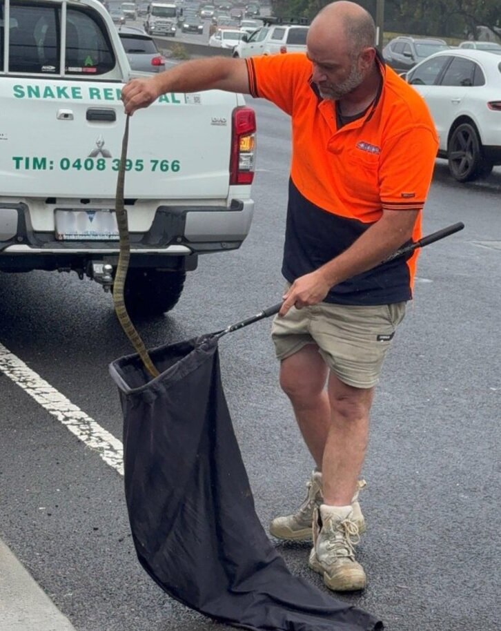 کمک به زنی که مار از بدن او بالا میرفت/ عکس