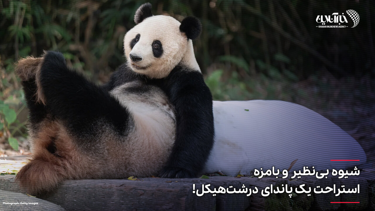 عکس | قابی بینظیر از شیوه بامزه استراحت یک پاندا در منطقه حفاظتشده