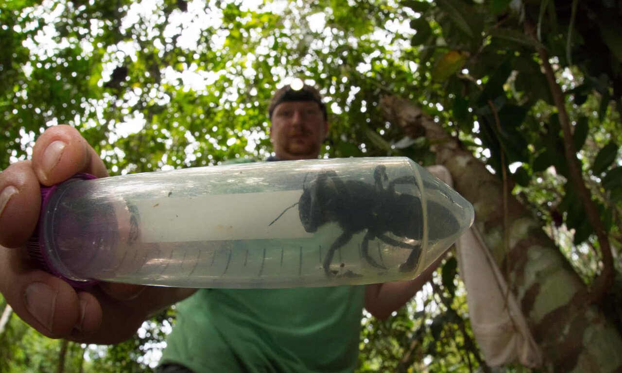بازگشت زنبور غولپیکر منقرضشده به طبیعت /عکس
