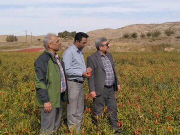 پایان برداشت محصول فلفل از مزارع شهرستان میامی/دهستان فرومد