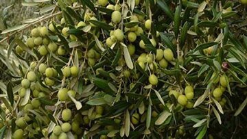روسیه و ارمنستان مشتریان ثابت زیتون طارم روسیه و ارمنستان مشتریان ثابت زیتون طارم