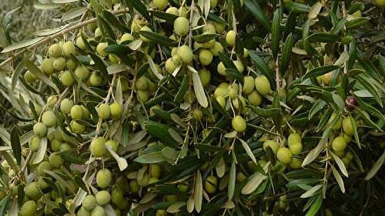 کشت ۵۰۰ هکتار باغ زیتون در لرستان