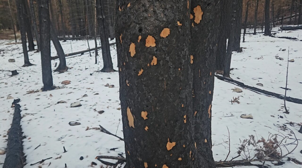 مشاهده درختهای یوزپلنگی در یک پارک ملی/ عکس