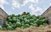 ببینید | رودخانه هندوانه در بوشهر!