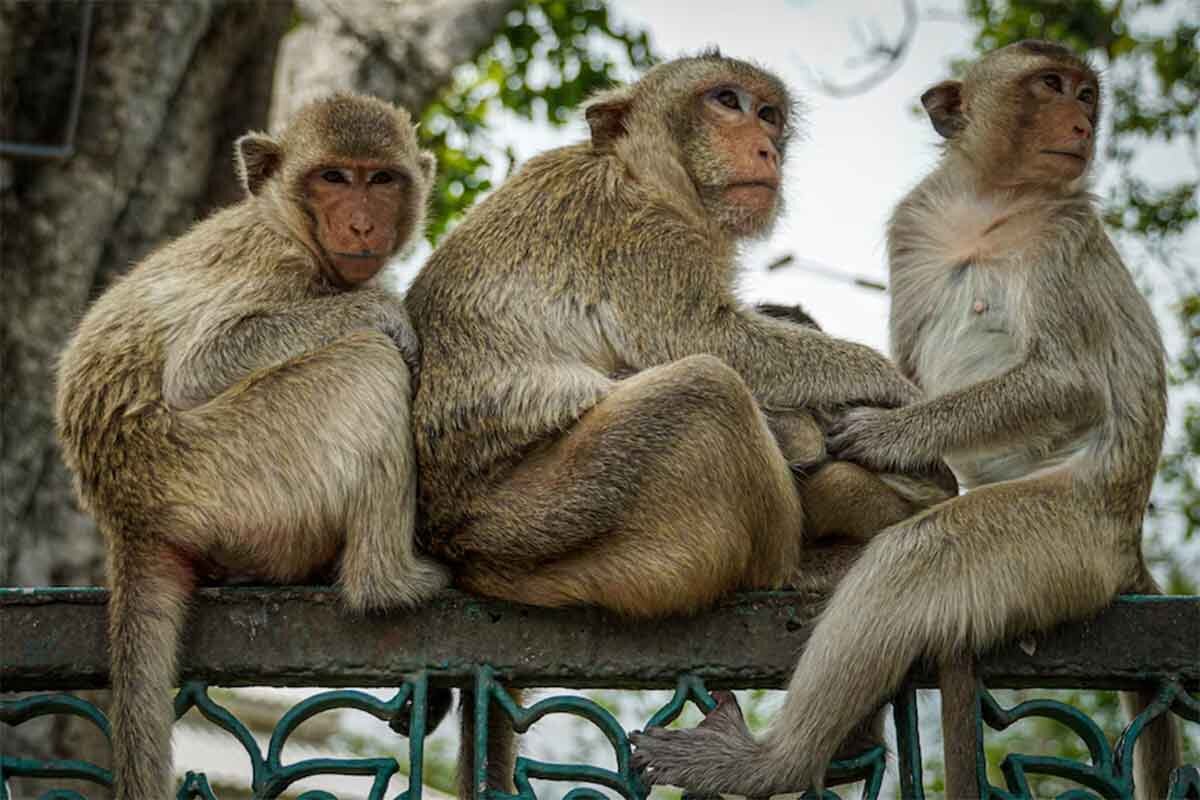 بیماری بهتاش واقعی بود؟/ چه بیماری‌هایی از میمون به انسان منتقل می‌شود؟