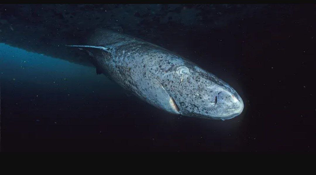 سه موجود که بیش از ۲۰۰ سال است که زنده ماندهاند!