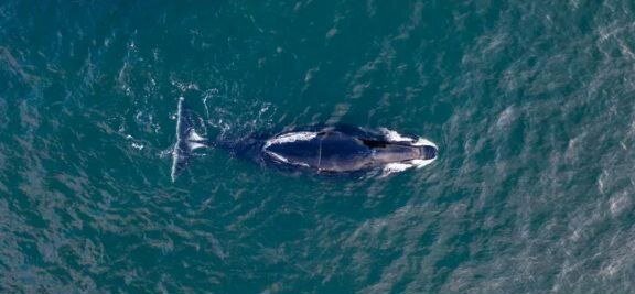 سه موجود که بیش از ۲۰۰ سال است که زنده ماندهاند!