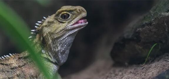 سه موجود که بیش از ۲۰۰ سال است که زنده ماندهاند!