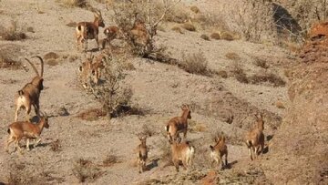 افزایش قابل توجه حیات وحش استان لرستان نسبت به سال گذشته افزایش قابل توجه حیات وحش استان لرستان نسبت به سال گذشته