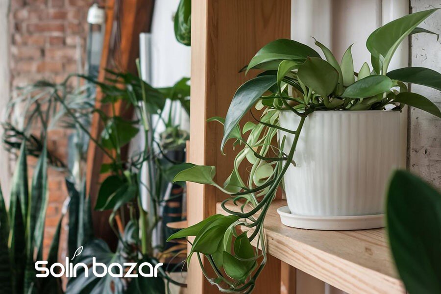 خانهای شیک و سبز با این ۵ گل آپارتمانی محبوب