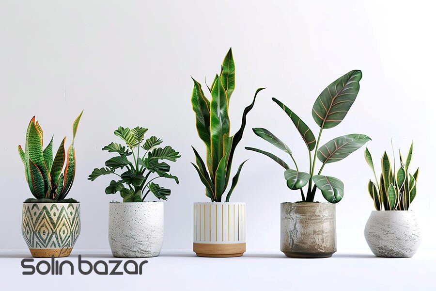 خانهای شیک و سبز با این ۵ گل آپارتمانی محبوب