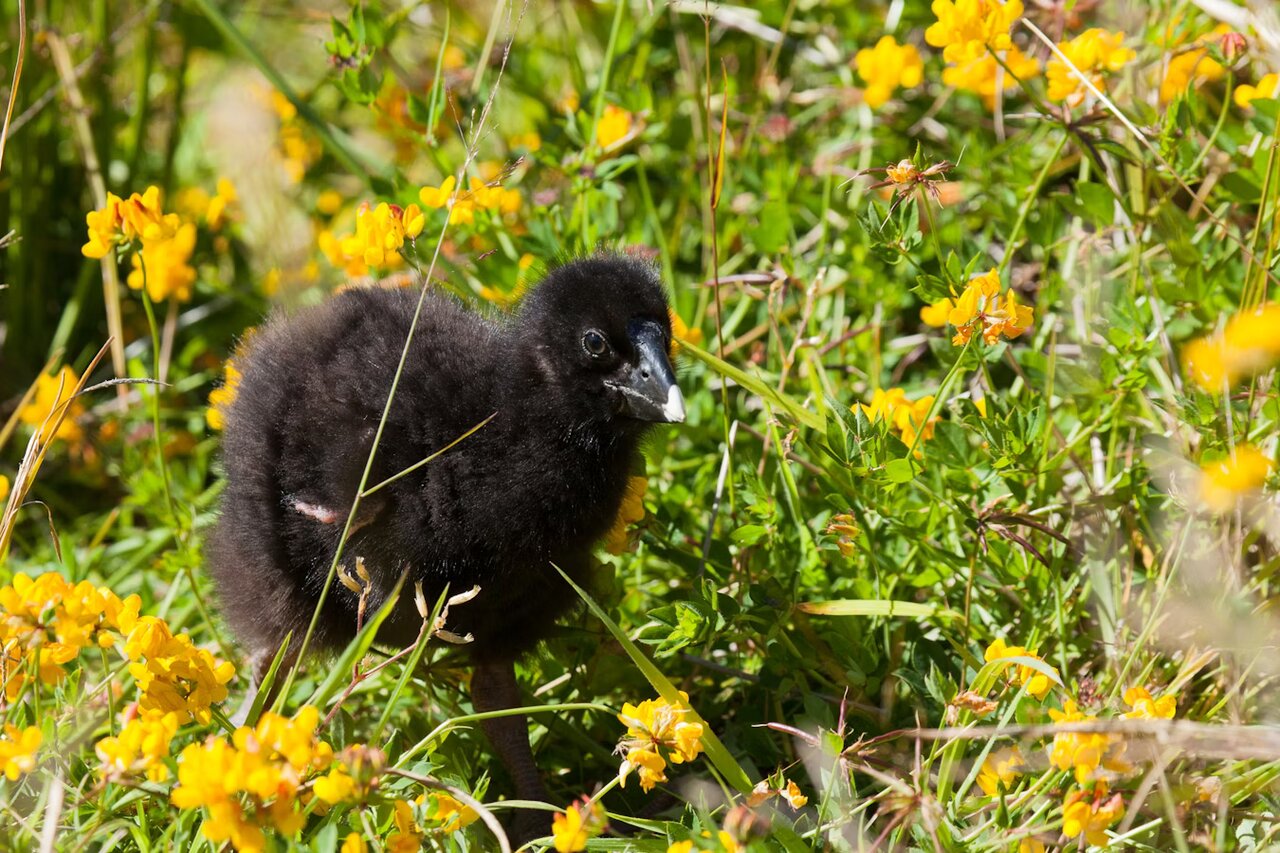 پرنده منقرضشده به طبیعت برگشت!
