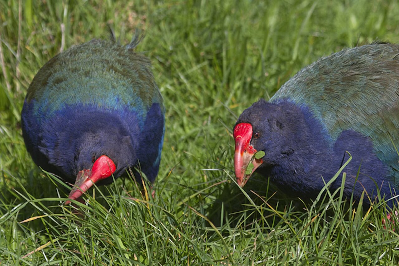 پرنده منقرضشده به طبیعت برگشت!