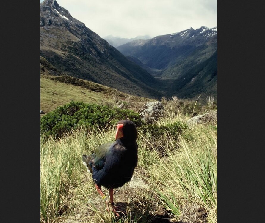 پرنده منقرضشده به طبیعت برگشت!