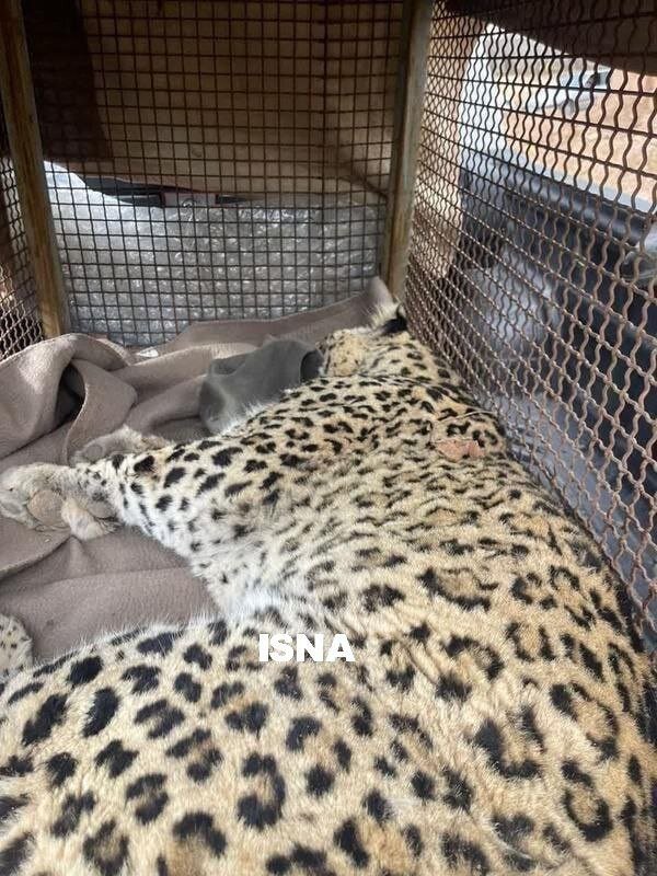 پلنگ سرگردان دماوند زندهگیری شد/ عکس