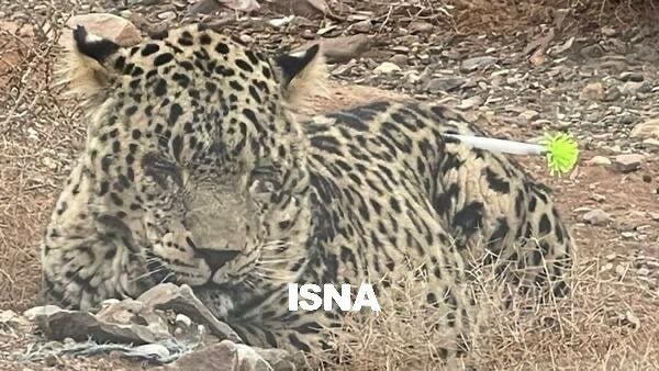 پلنگ سرگردان دماوند زندهگیری شد/ عکس