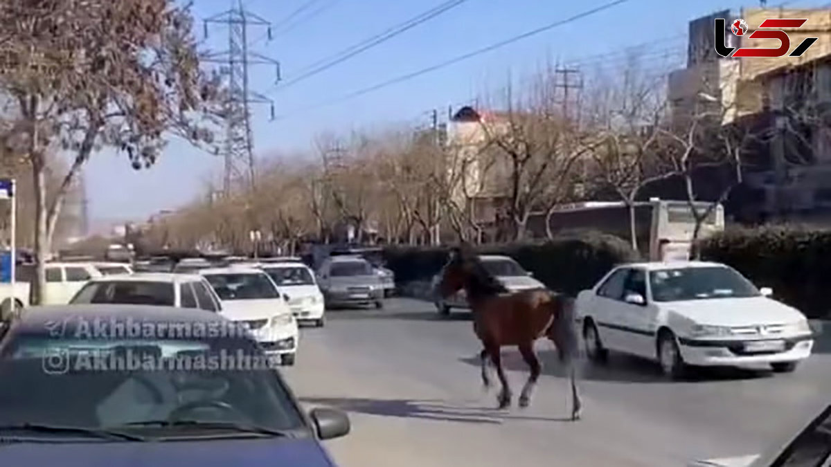 ماجرای عجیب اسب های سرگردان در مشهد/ عکس