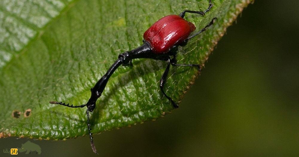 سوسکچه گردن زرافهای؛ سوسک عجیبی که گردن زرافه دارد و قیمتش یک میلیون تومان است