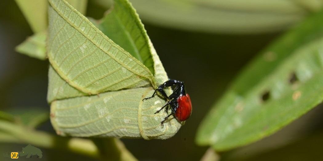 سوسکچه گردن زرافهای؛ سوسک عجیبی که گردن زرافه دارد و قیمتش یک میلیون تومان است