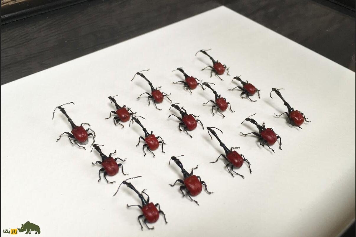 سوسکچه زرافهای؛ سوسک عجیبی که گردنی شبیه زرافه دارد و با آن آثار هنری درست میشود!