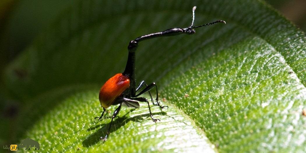 سوسکچه گردن زرافهای؛ سوسک عجیبی که گردن زرافه دارد و قیمتش یک میلیون تومان است