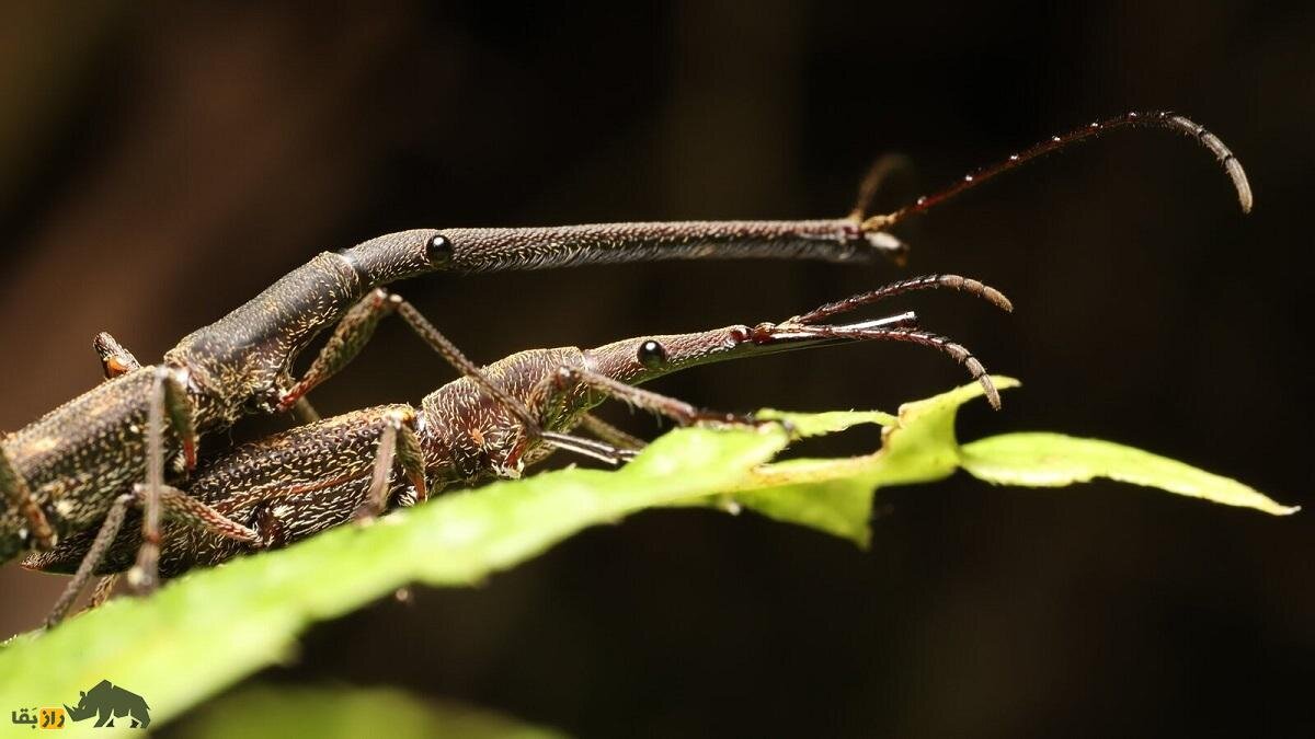 سوسکچه گردن زرافهای؛ سوسک عجیبی که گردن زرافه دارد و قیمتش یک میلیون تومان است
