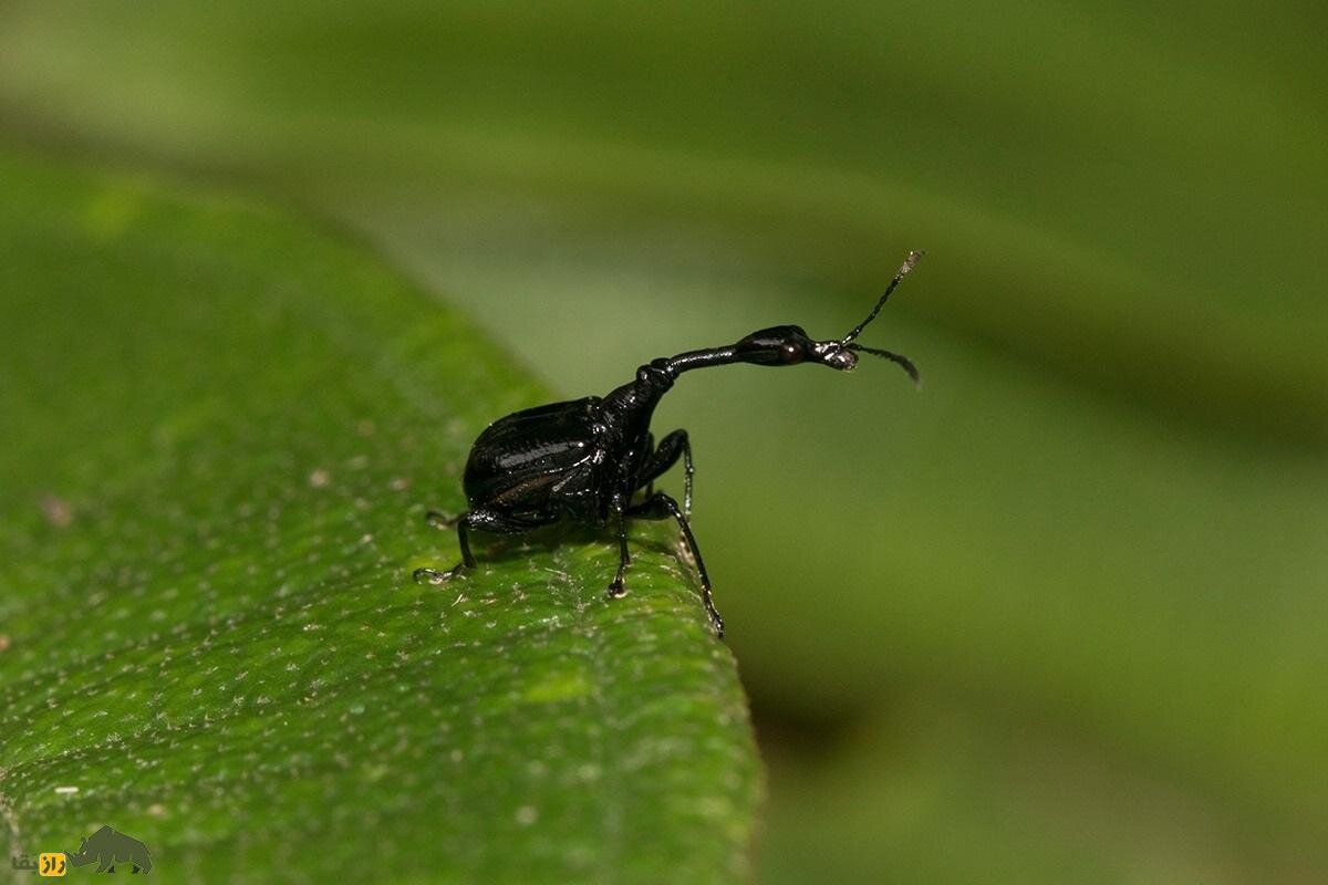 سوسکچه گردن زرافهای؛ سوسک عجیبی که گردن زرافه دارد و قیمتش یک میلیون تومان است