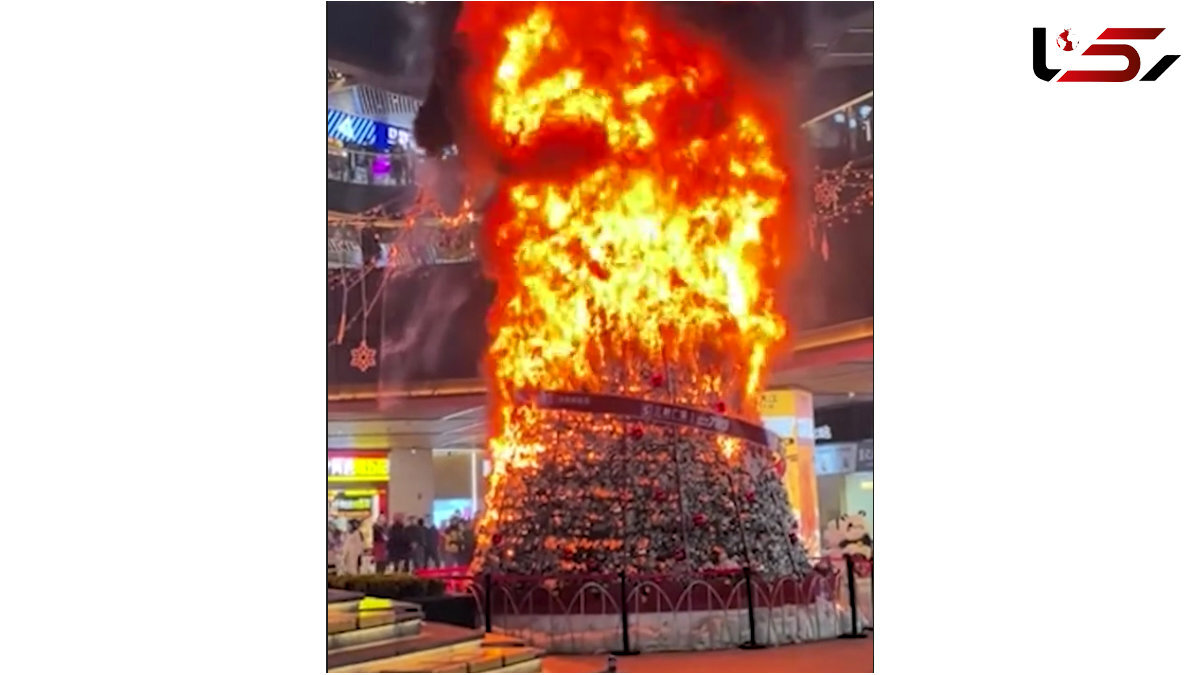 کاج کریسمس ۹ متری در آتش سوخت/ عکس