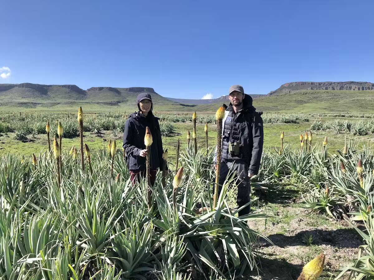 گرگها گیاهخوار شدند!