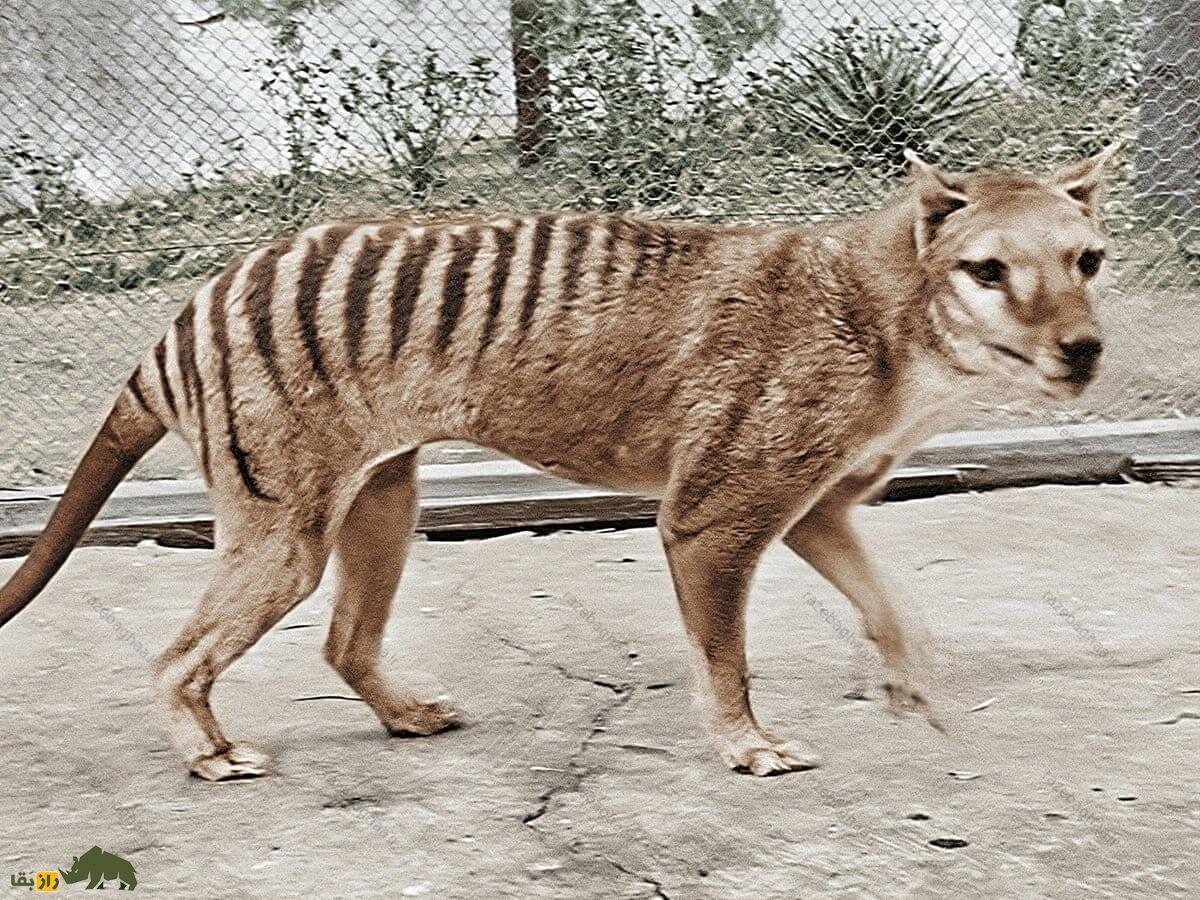 تایلاسین یا ببر تاسمانی؛ موجودی که هم ببر بود و هم سگ؛ مانند کانگورو کیسه داشت و فَکاش ۸۰ درجه باز میشد