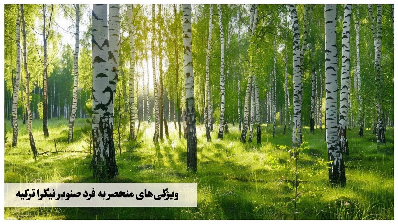 احداث باغ صنوبر نیگرا ترکیه: راهی به سوی درآمد میلیاردی